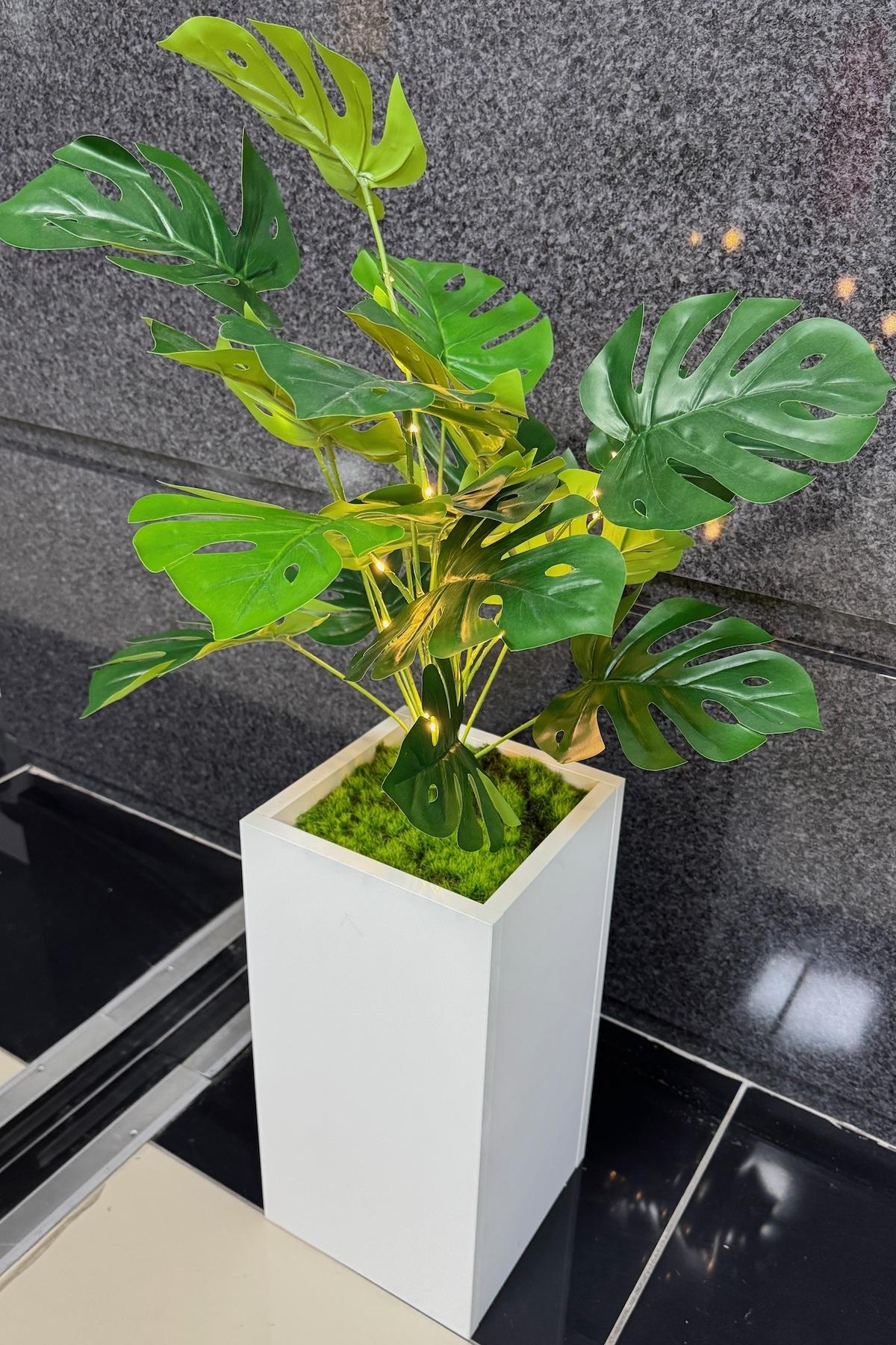 Devetabanı%20Çiçekli,%20Led%20Işıklı,%20Beyaz%20Saksı%20115cm